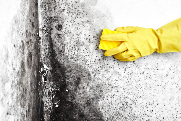 Best Certified Mold Removal  in Hutto, TX