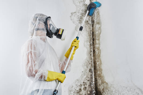 Best Emergency Mold Removal  in Hutto, TX