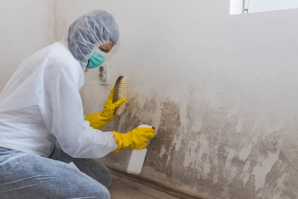 Mold Removal Process in Hutto, TX