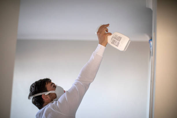 Best Black Mold Removal  in Hutto, TX