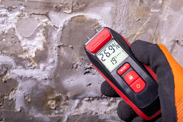 Professional Mold Removal in Hutto, TX