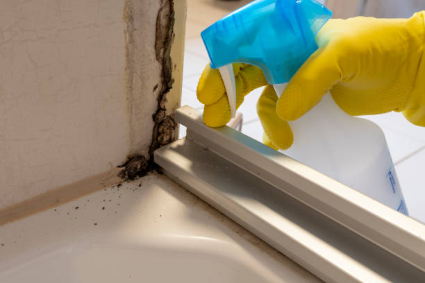 Best Residential Mold Removal  in Hutto, TX