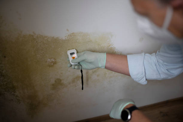 Best Home Mold Removal  in Hutto, TX