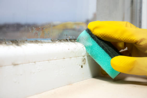 Best Fast Mold Removal  in Hutto, TX