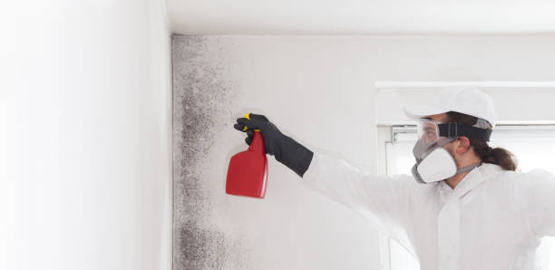 Best Toxic Mold Removal  in Hutto, TX