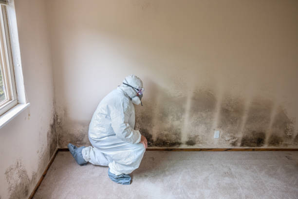 Mold Removal and Inspection in Hutto, TX
