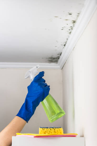 Best Mold Damage Repair  in Hutto, TX